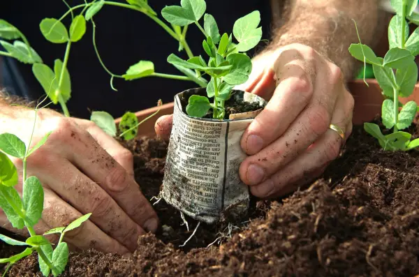 How to make paper plant pots