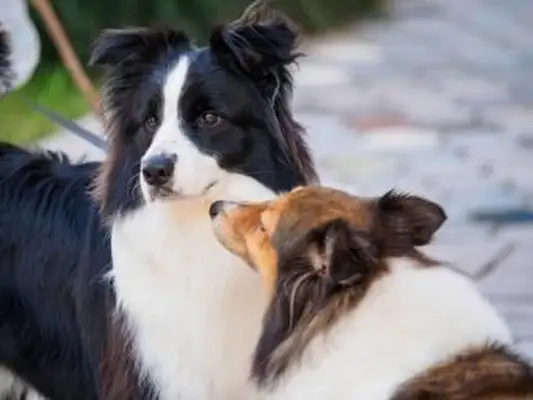 Border Collie und Shetland Sheepdog