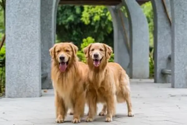 Paar Golden Retriever