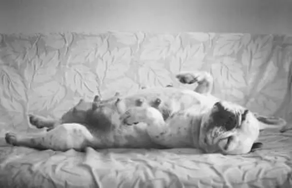 Calendrier de grossesse canine