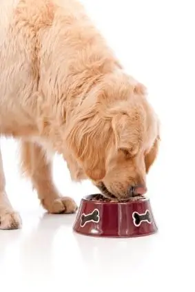 Golden Retriever enceinte mangeant des croquettes