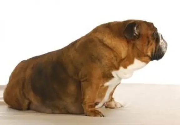 Étapes de la grossesse canine