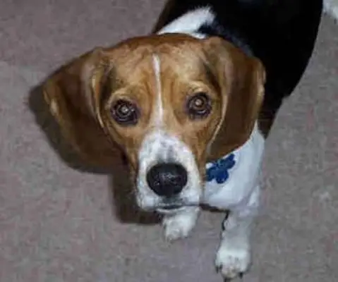 Problemas con el ciclo de calor de un perro