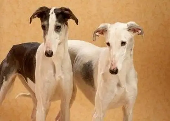 개 짝짓기 문제 및 절차