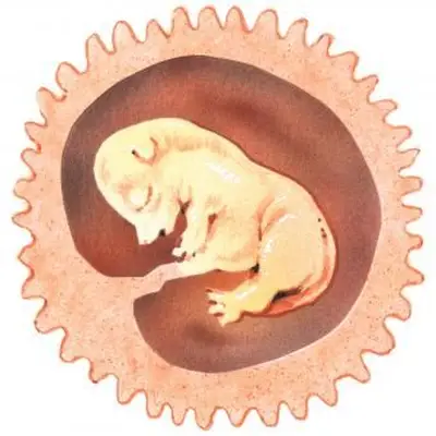 chiot fœtus dans l'utérus jour 28