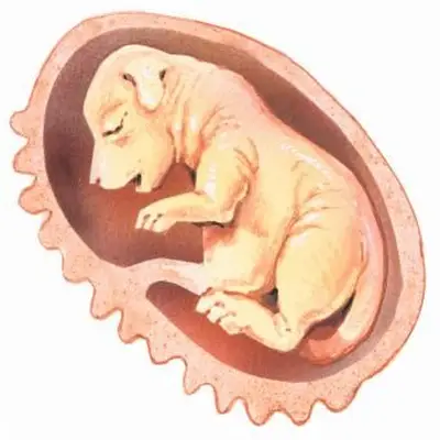 Fœtus de chiot dans l'utérus semaine cinq