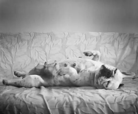 Bulldog enceinte allongée sur le dos