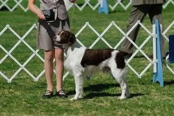 Brittany Spaniel im Ausstellungsring
