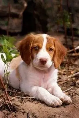 Springer gegen Brittany Spaniel