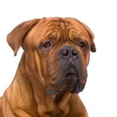 Razas raras de mastín