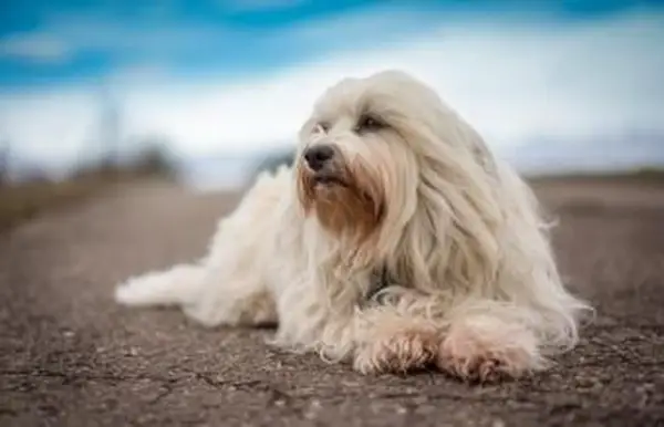 Perro Bichón Habanero