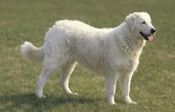 Kuvasz Dog Adult