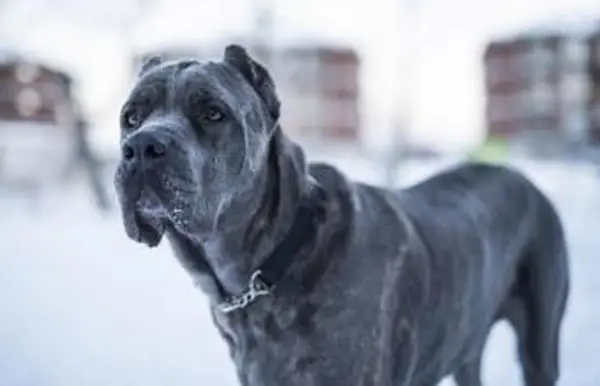 Cane Corso