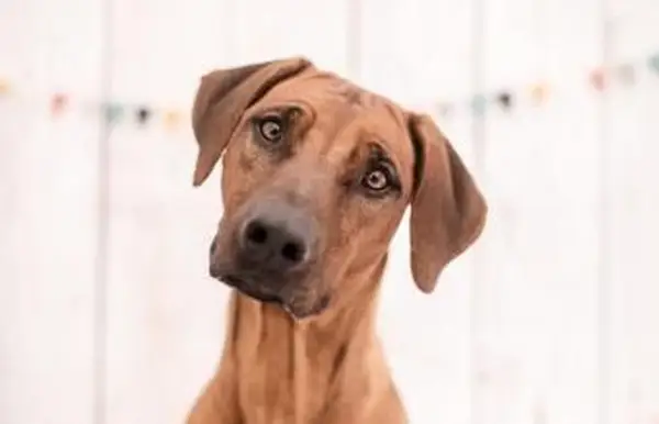 Pes rhodézsky ridgeback