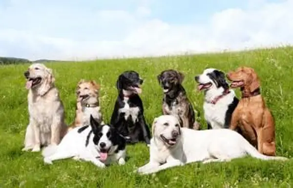 Como faço para descobrir qual é a raça do meu cão?