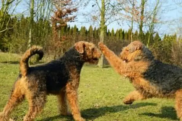 Airedale teriery bawiące się na trawiastym boisku