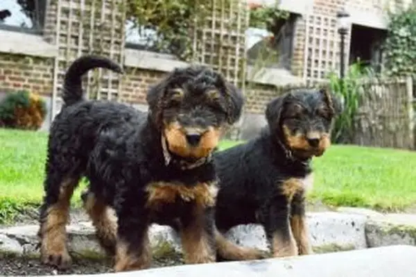 Airedale Terrier szczenięta czarne podpalane