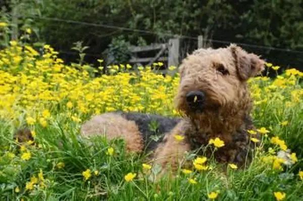 Airedale teriery odchowujące się na płocie