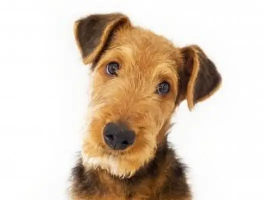 Przegląd i zdjęcia rasy Airedale Terrier