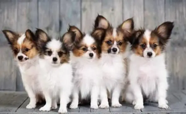 Caractéristiques et personnalité de la race de chien Papillon