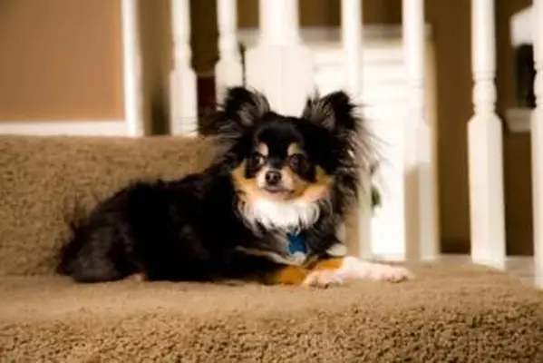 Casaco Longo Chihuahua