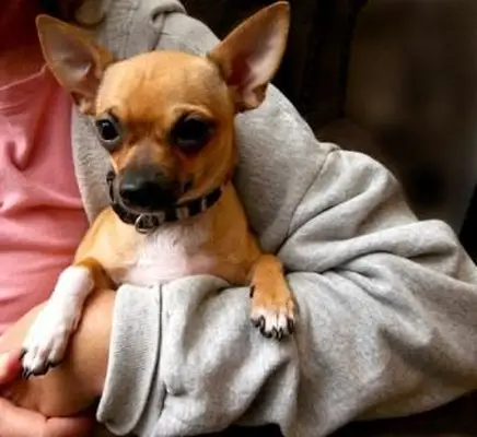 Tudo sobre cães chihuahua