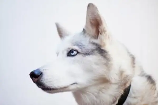 Ritratto di un husky siberiano