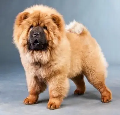 Czerwone chow-chow