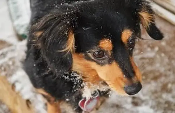 Comportamento di Chiweenie