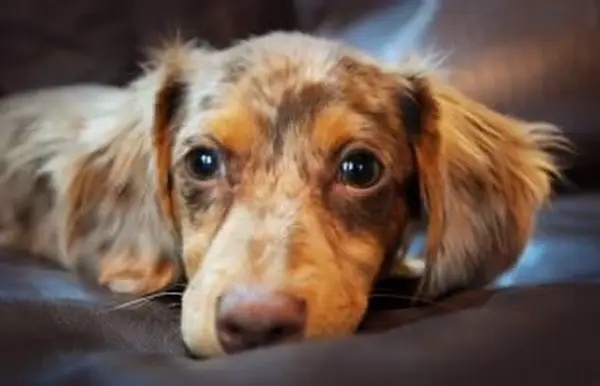 Perfil de raza mixta de Chiweenie