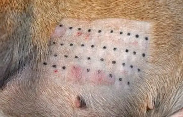 Test alergii skórnej na psie