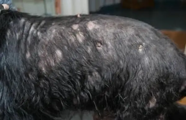 Stary pies z zapaleniem skóry