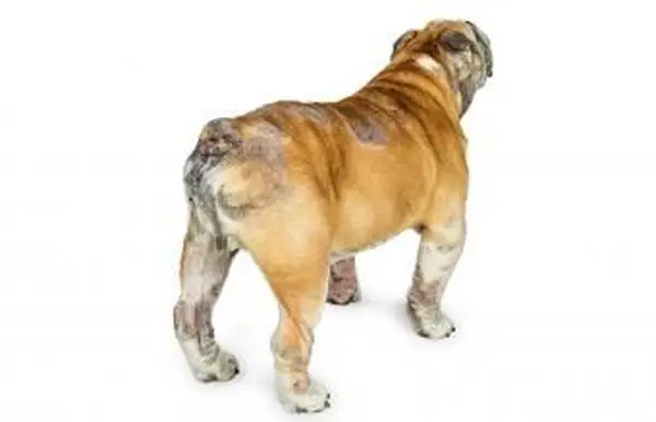 Alergie skórne psa i opcje leczenia