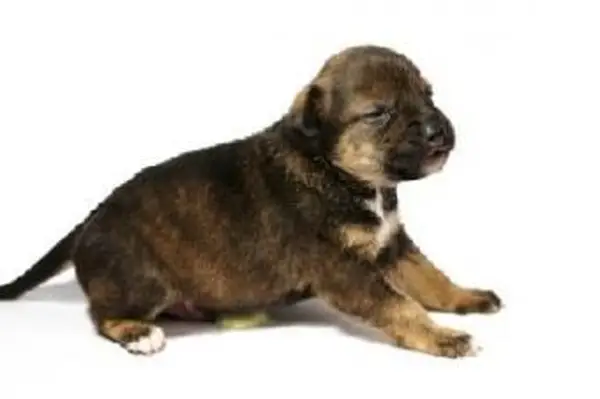 Rimozione dell'odore di urina dal pelo del cucciolo