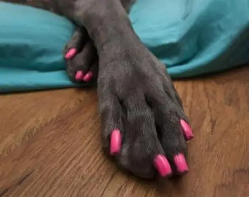 Guía de opciones de esmalte de uñas para perros