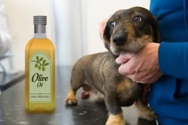 Utilisez l'huile d'olive pour la peau sèche du chien