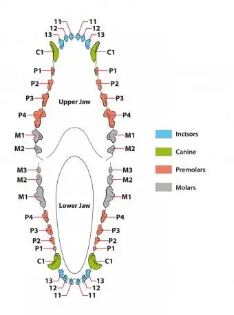 개 이빨 치과 건설