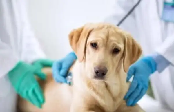Cane in esame dal veterinario