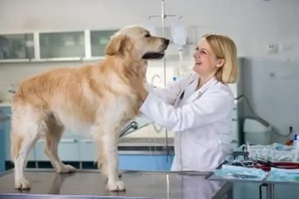 Weterynarz badający golden retrievera w biurze