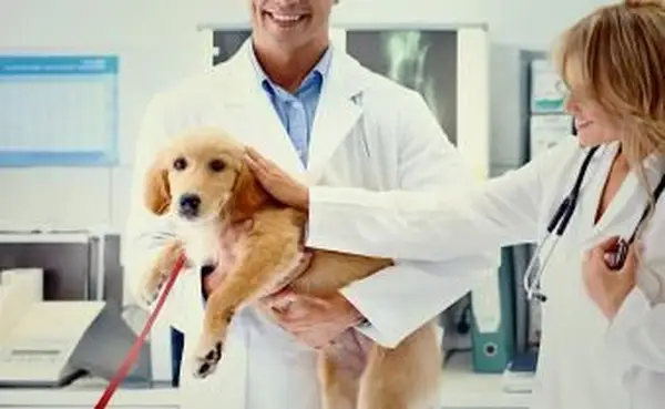 Najlepszy wiek do wykastrowania psa