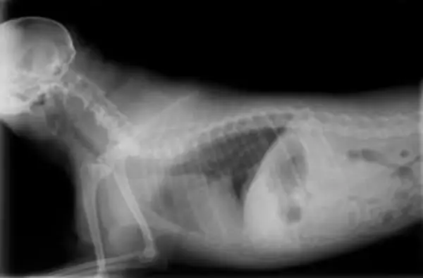 xray klatki piersiowej psa