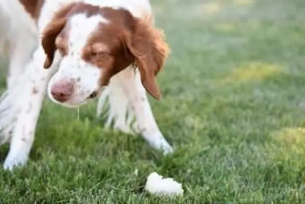 pies dławiący się przedmiotem