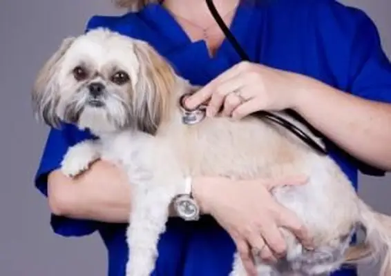 Signes du ver du cœur pour chaque stade de l'infection