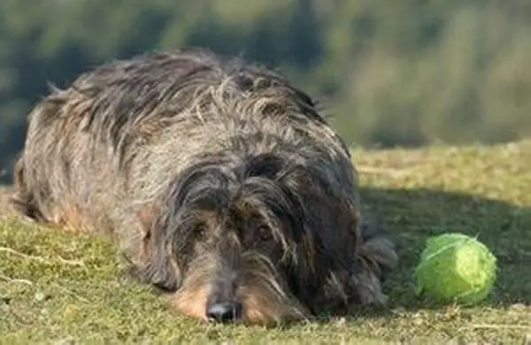 5種類の犬のワームの特定の症状