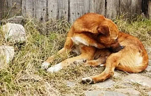 Identifikácia a liečba blších uhryznutí