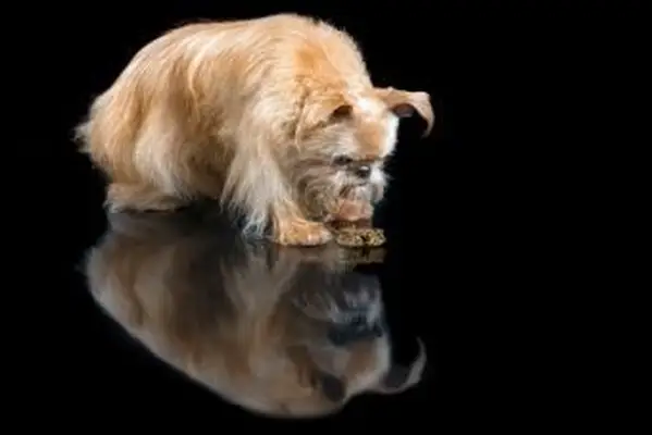 Dlaczego mój pies nie może przestać zwracać?