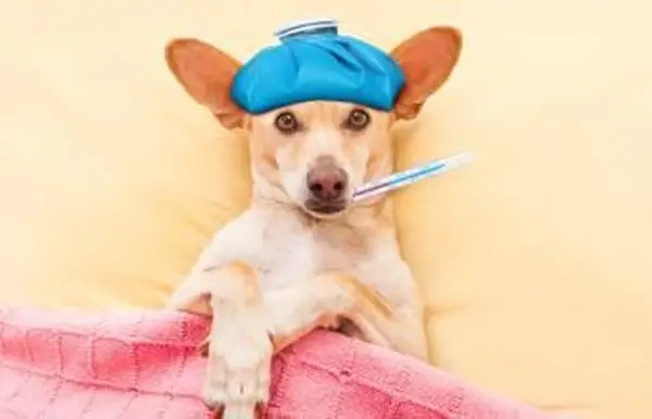 あなたの犬の体温を測る方法