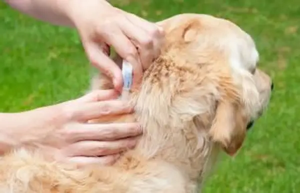 Prevenzione delle zecche su un golden retriever