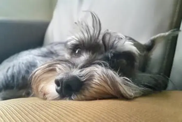 Schnauzer doente