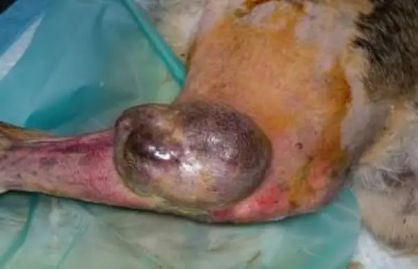 개 다리의 육종